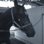 【今週の特別レース】で追い切りが良く見えなかった馬