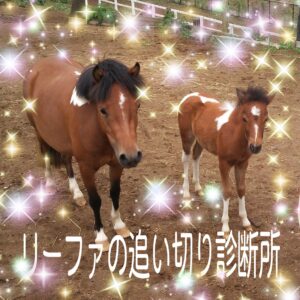 【トレセンの全休日はどうしてる？】