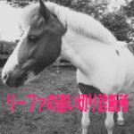 【小倉大賞典2023】追い切り診断