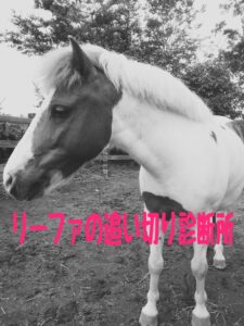 【第60回愛知杯G3】追い切り診断