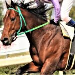 【阪神ジュベナイルフィリーズ 2022】有力馬の1週前追い切り診断!