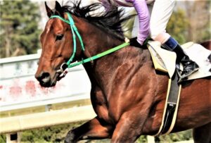 【阪神ジュベナイルフィリーズ 2022】有力馬の１週前追い切り診断！