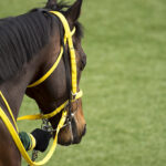 【G1第７４回阪神ジュベナイルフィリーズ】追い切り診断