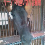 【ダービー2023】有力馬14頭の見解