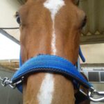 【AJC杯と東海ステークスの有力馬】見解